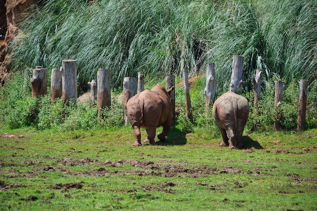 neushoorn in vrijheid