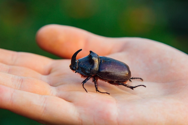 Neushoornkever Een kever zit op een hand Close-up van een neushoornkever Insecten op de rand van vernietiging Bescherming van dieren