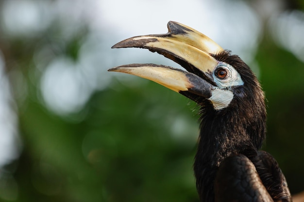 Neushoornvogel portret met open snavel Bali Indonesië