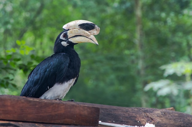 Neushoornvogel vogel headshot in natie park, Thailand