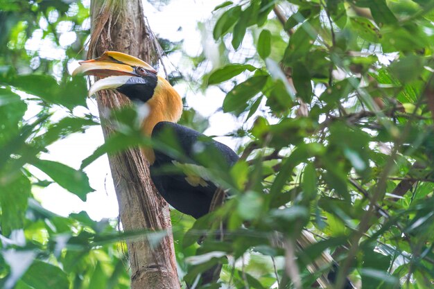 Neushoornvogels, vogel op de boom