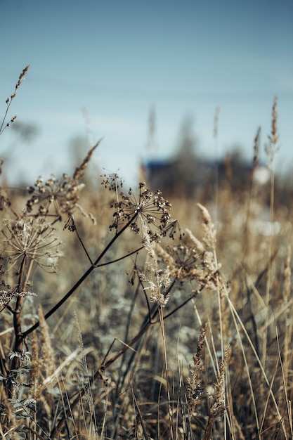 neutral background of dried flowers