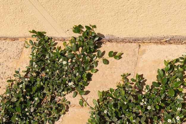 緑の植物とニュートラルなベージュのコンクリート壁夏の暑い晴れた日コピースペースの背景