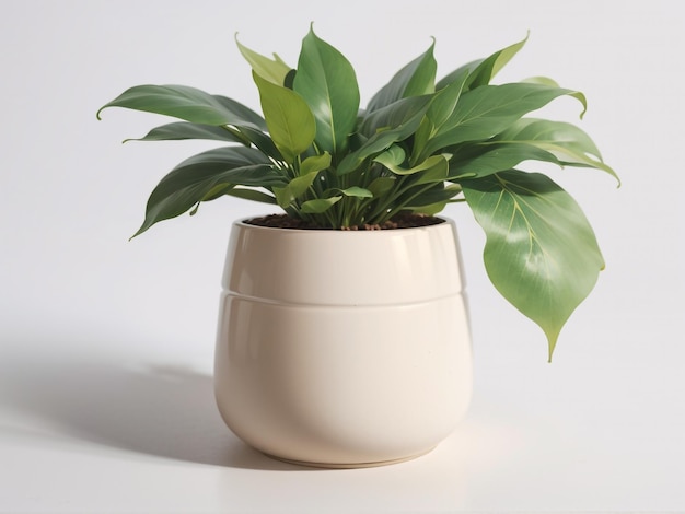 Neutral Color Pot with Plant Pastel Palette