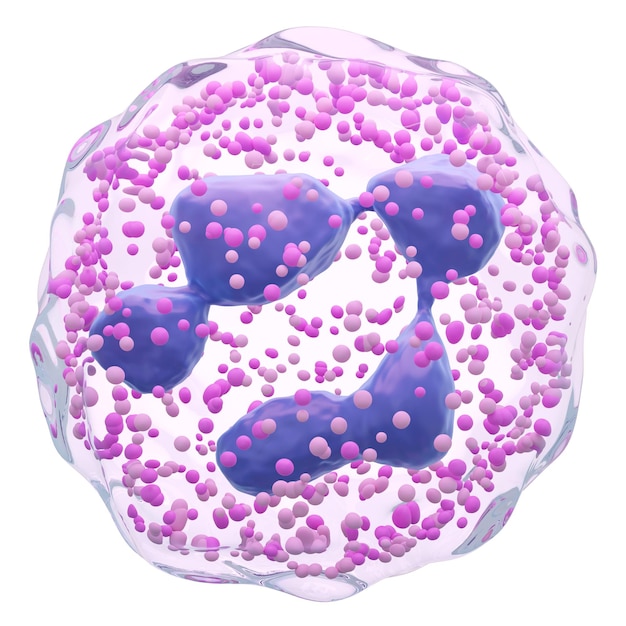 Neutrophil Polymorphonuclear PMN White blood cells with transparency membrane and Multinucleus and many granule Isolated white background 3D render