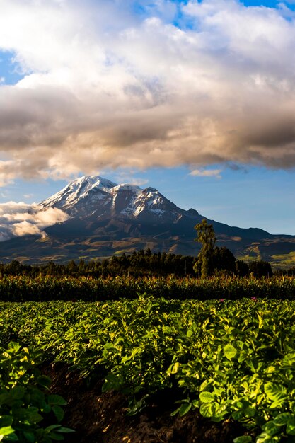 Foto nevado chimborazo visto desde unos campos sembrados en san andres