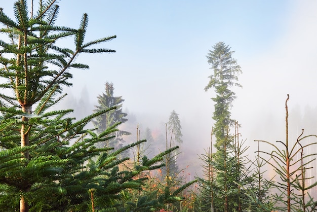 Nevelig beukenbos op berghelling in een natuurreservaat.