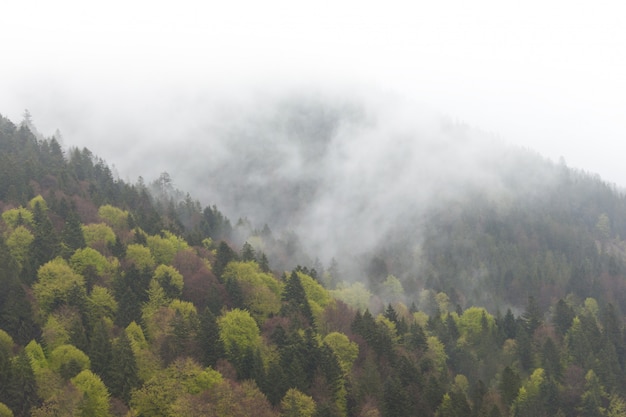 Nevelig mistig berglandschap met sparrenbos in laag liggende wolk. karpaten.