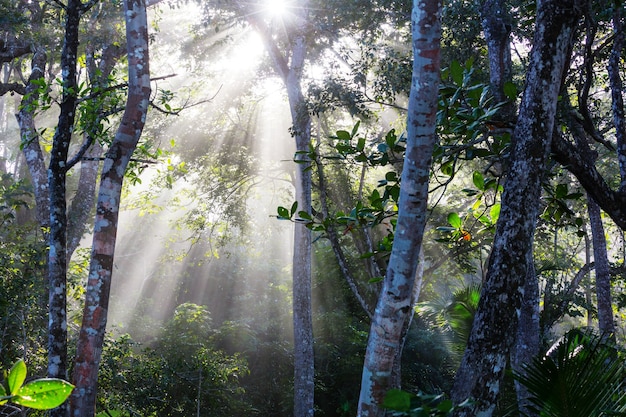 Nevelig regenwoud in Costa Rica, Midden-Amerika