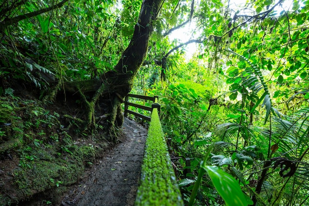 Nevelig regenwoud in Costa Rica, Midden-Amerika