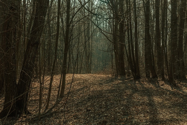 Nevelige ochtend in het bos