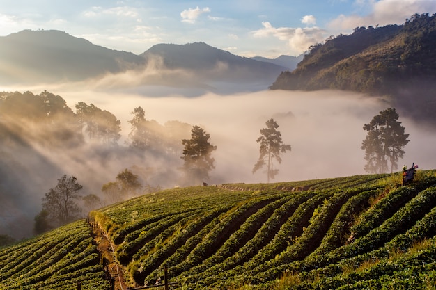 Nevelige ochtendzonsopgang in aardbeiatuin, Mening van Ochtendmist bij doi angkhang Berg, Chiang Mai, Thailand