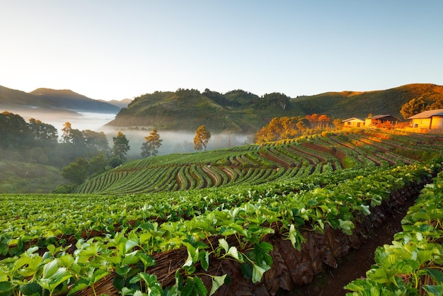 Nevelige ochtendzonsopgang in aardbeituin bij Doi Angkhang-berg chiangmai thailandxA