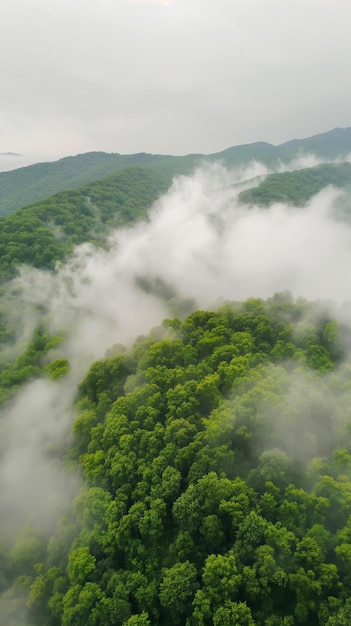 Nevelwolken zweven laag boven het weelderige tropische bos vanuit de lucht