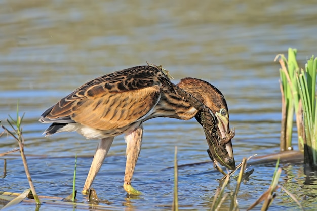 Never give up!
Young little bittern hunting on the reed with frog in beak.