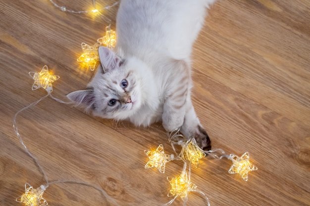 Photo nevsky masquerade cat lying on floor with christmas lights top view