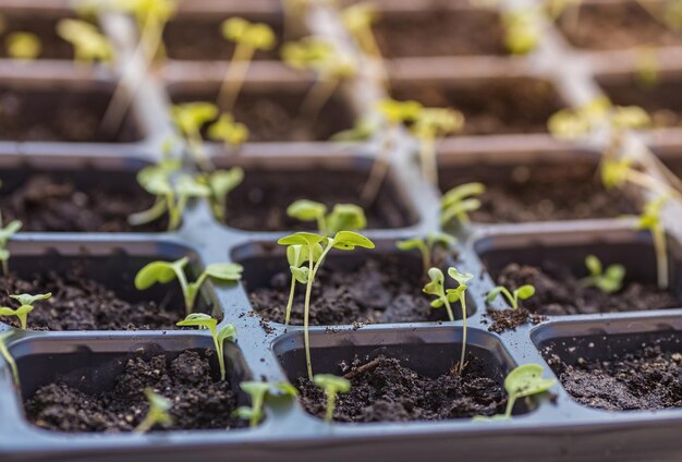 New beginning spring sprouts