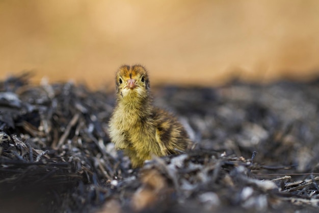 new born baby chick common quail on the wildlife