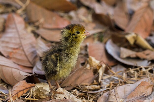 new born baby chick common quail on the wildlife