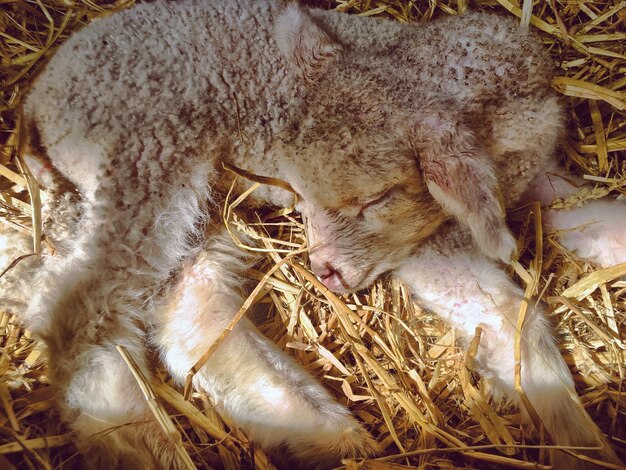 Photo new born baby lamb