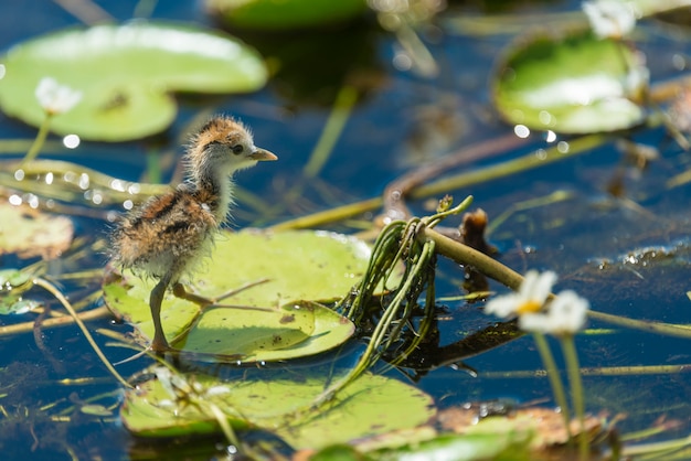 Photo new born bird, hydrophasianus chirurgus, pheasant-tailed jacana