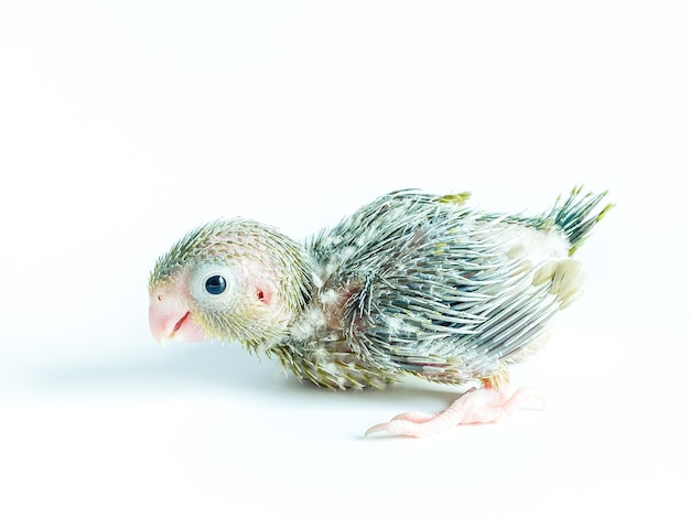 New born Forpus parrot bird on the white background