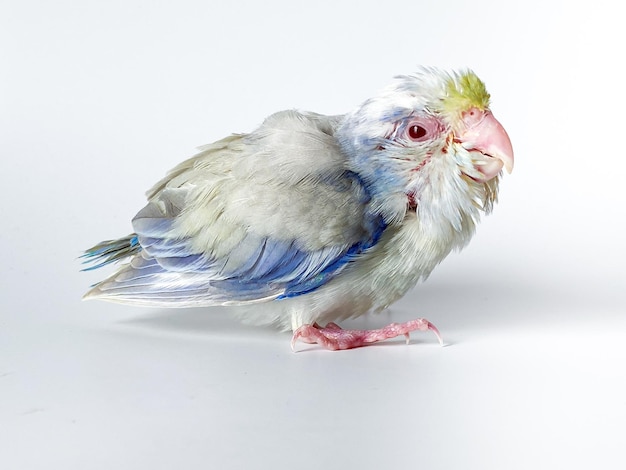 Photo new born forpus parrot bird on the white background