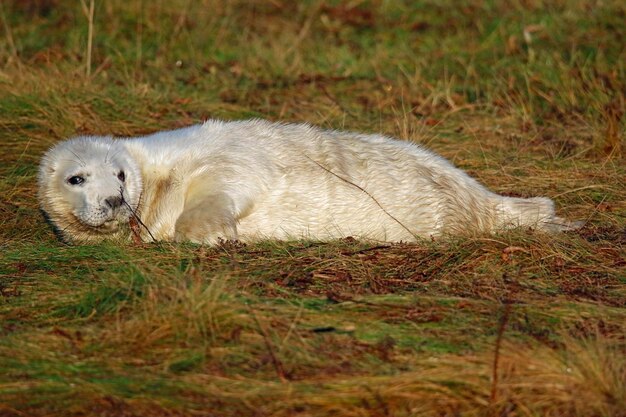 New born grey seal pups on the beach