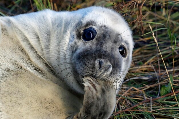 New born grey seal pups on the beach