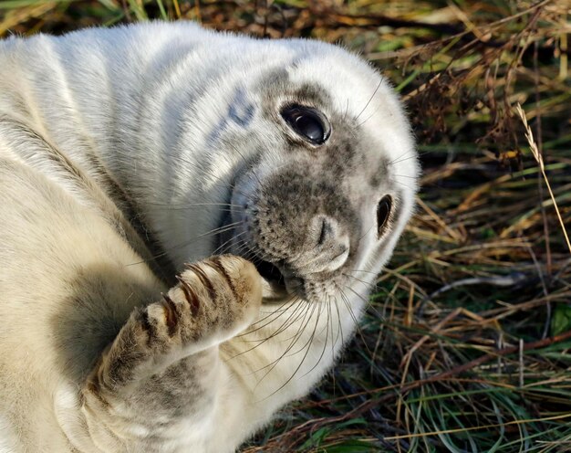 New born grey seal pups on the beach