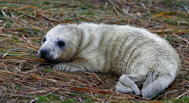 New born grey seal pups on the beach