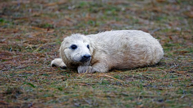 写真 ビーチで生まれたばかりの灰色の海<unk>の子