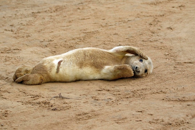 New born grey seals relaxing on the beach