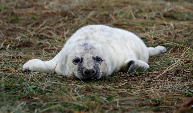 Новорожденные серые тюлени отдыхают на пляже