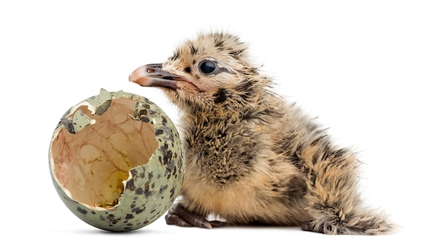 New-born Gull or Seagull with hatched egg