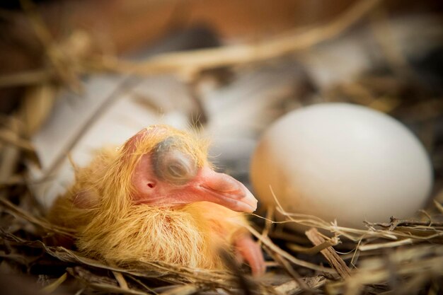 Photo new born of homing pigeon in straw nest