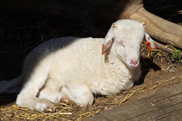 New born lamb