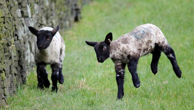 New born lambs playing in a meadow