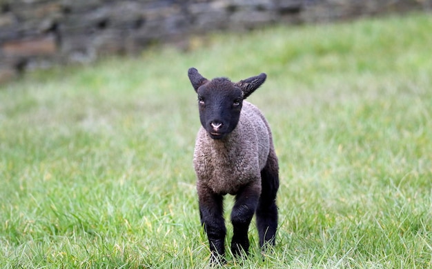 New born lambs playing in a meadow