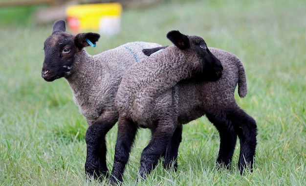 New born lambs playing in a meadow