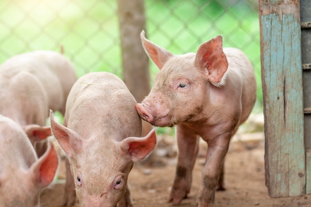 New born pig or cute 