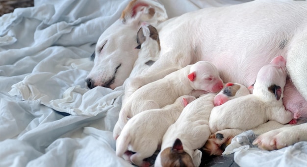 写真 生まれたばかりの子犬は母親と一緒に安全に眠る