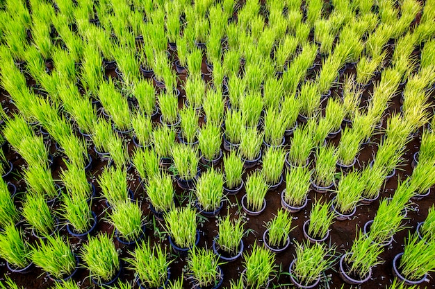 New born rice in field