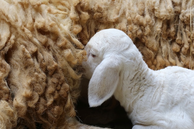 Pecora appena nata, agnello appena nato abbandonato