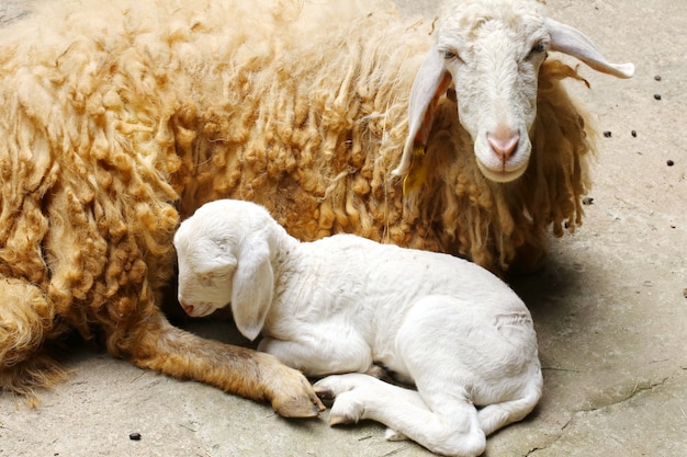 New born sheep,Abandoned new-born lamb