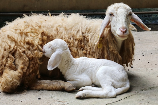 New born sheep