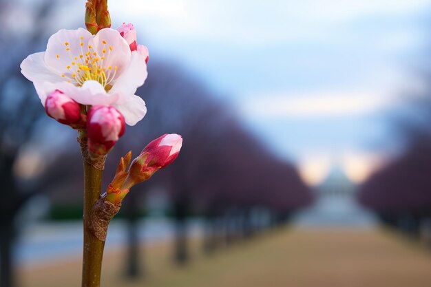 New bud blooming in a cherry blossom tree