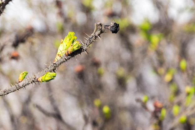 New buds or escapes of a plant on a branch of a tree or bush