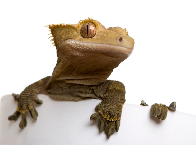 New Caledonian Crested Gecko - Rhacodactylus ciliatus