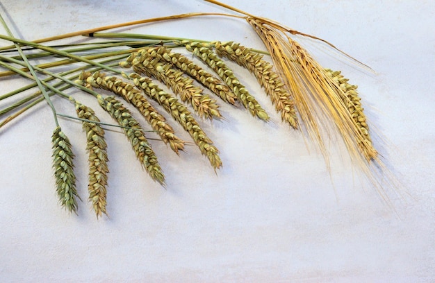 Фото Новый урожай пшеницы и ржи продовольственная безопасность